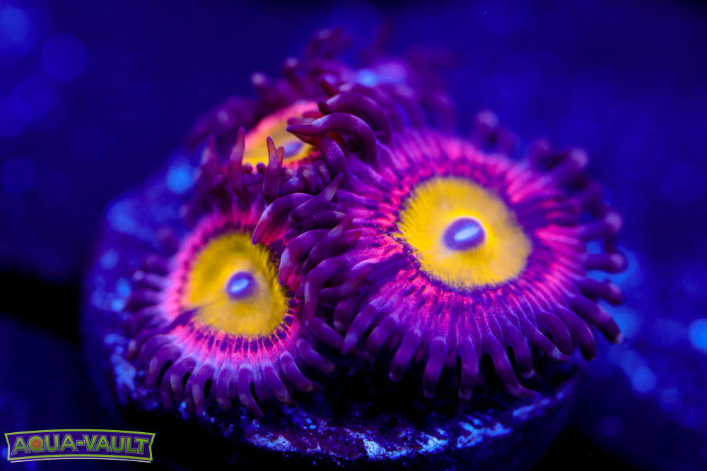 Pink Hippo Zoa 1