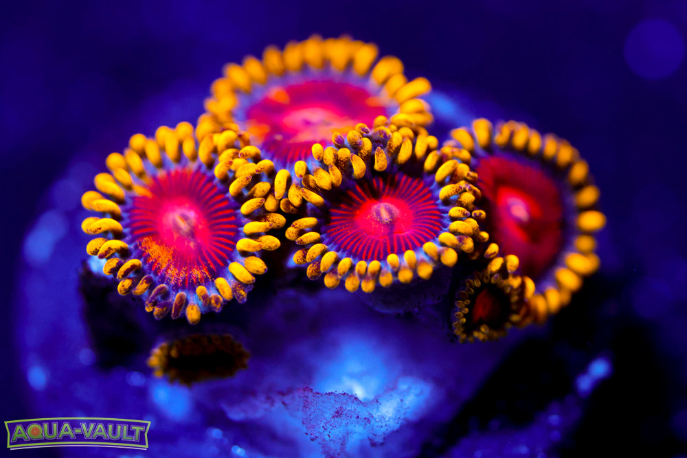 CC Super Saiyan Zoa 2