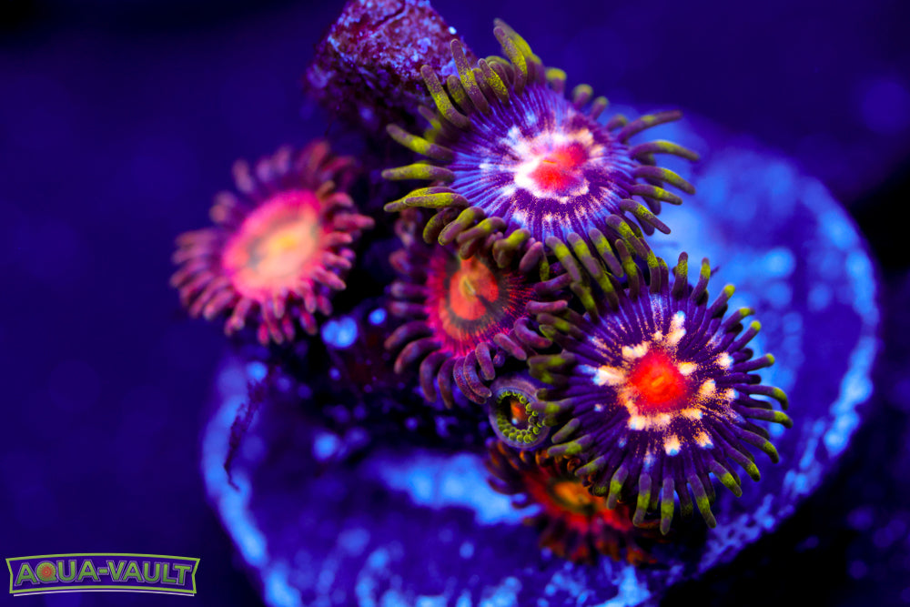 Laser Lemon + Star Gazer Zoa