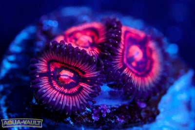 Shadow Prince Zoa  $$$
