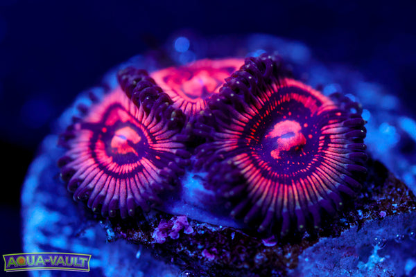 Shadow Prince Zoa  $$$