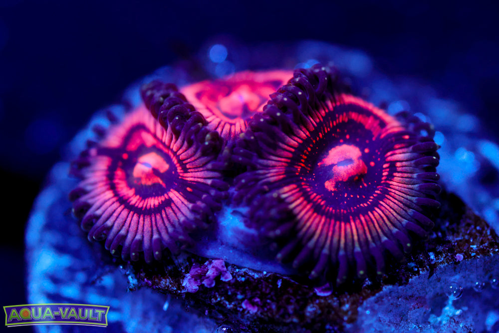 Shadow Prince Zoa  $$$