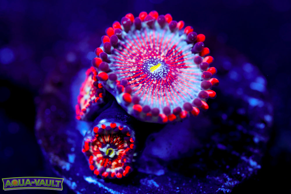 White Zombie Zoa