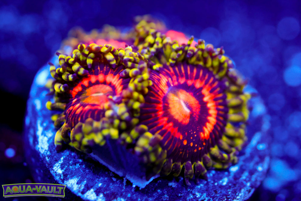 Rainbow Incinerator Zoa 2