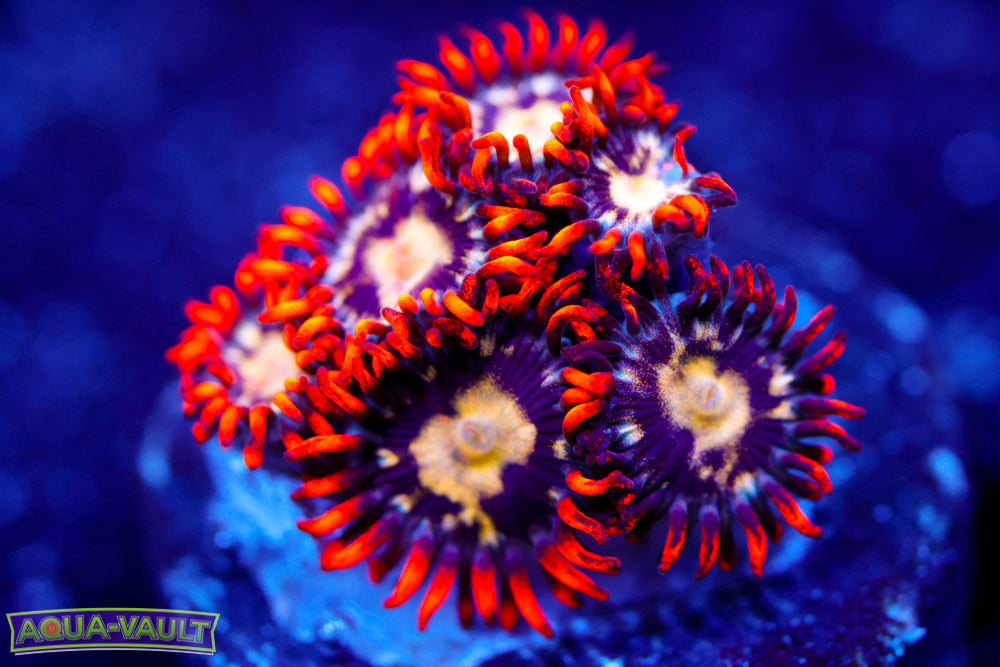 Firecracker Zoa 1