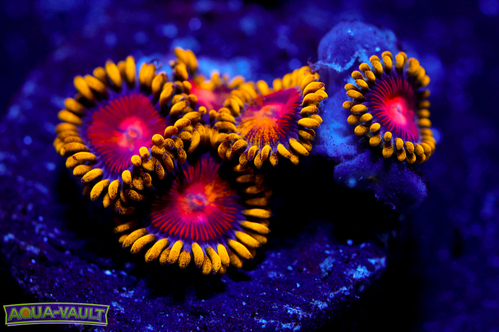 CC Super Saiyan Zoa 3