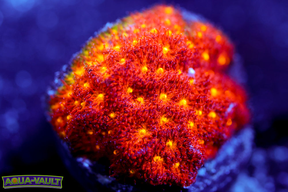 Autumn Harvest Psammocora