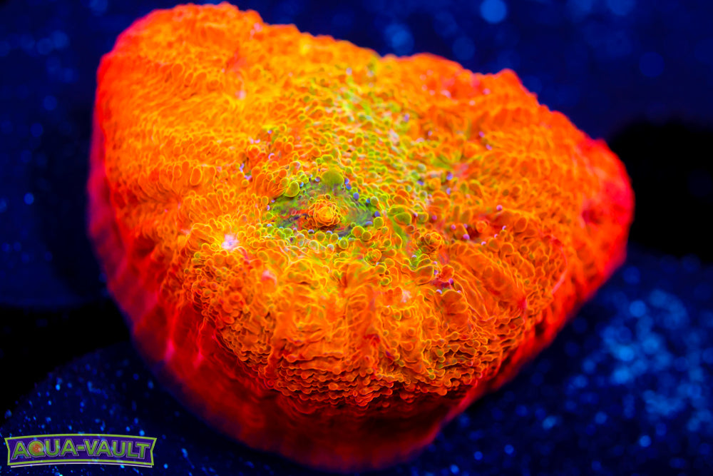 ARC Ludicrous Chalice