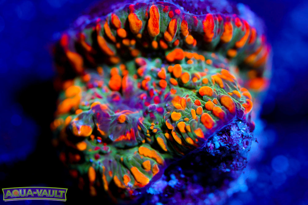 CC Cloudberry Chalice 1