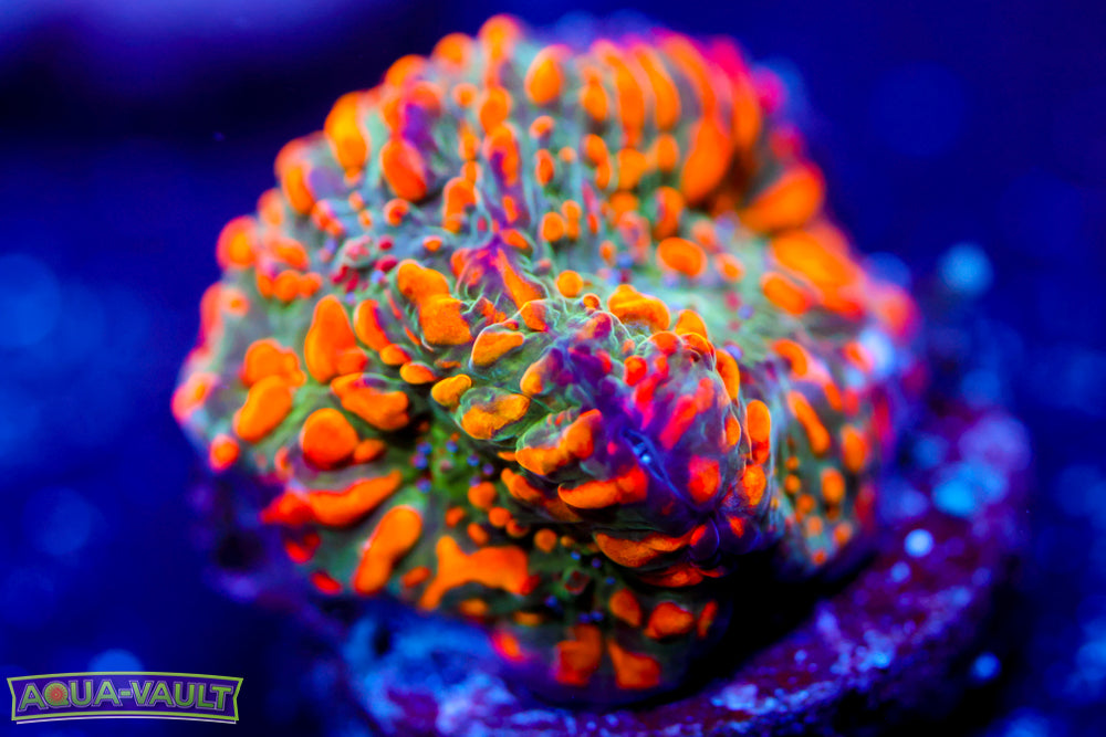 CC Cloudberry Chalice 2