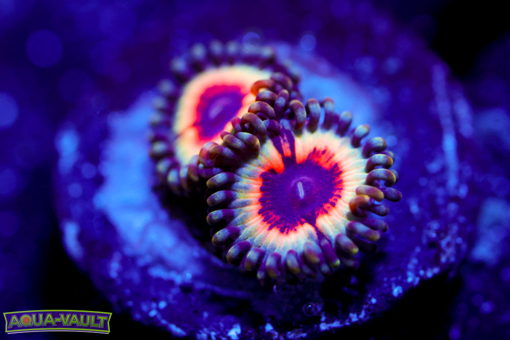 Solar Flare Zoa