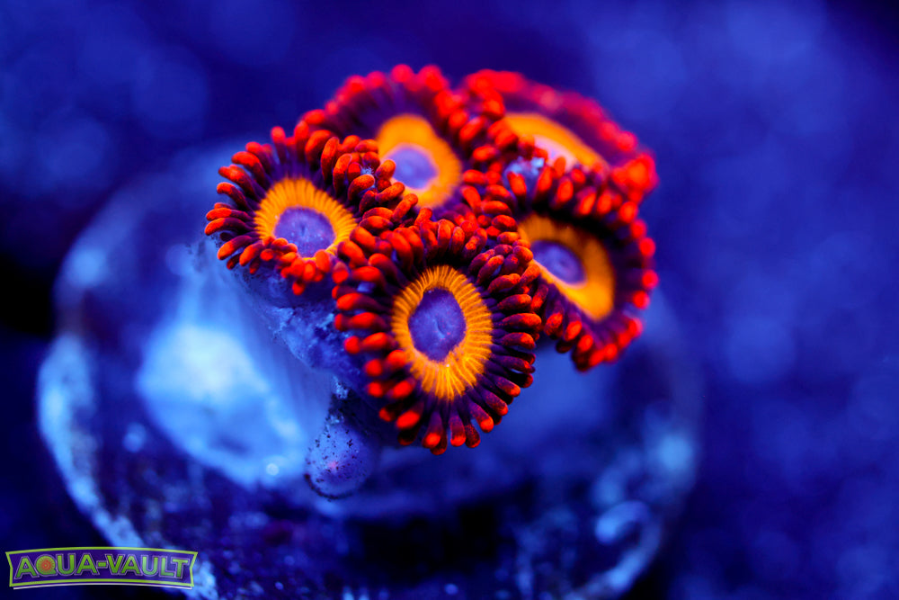Fruit Loops Zoa