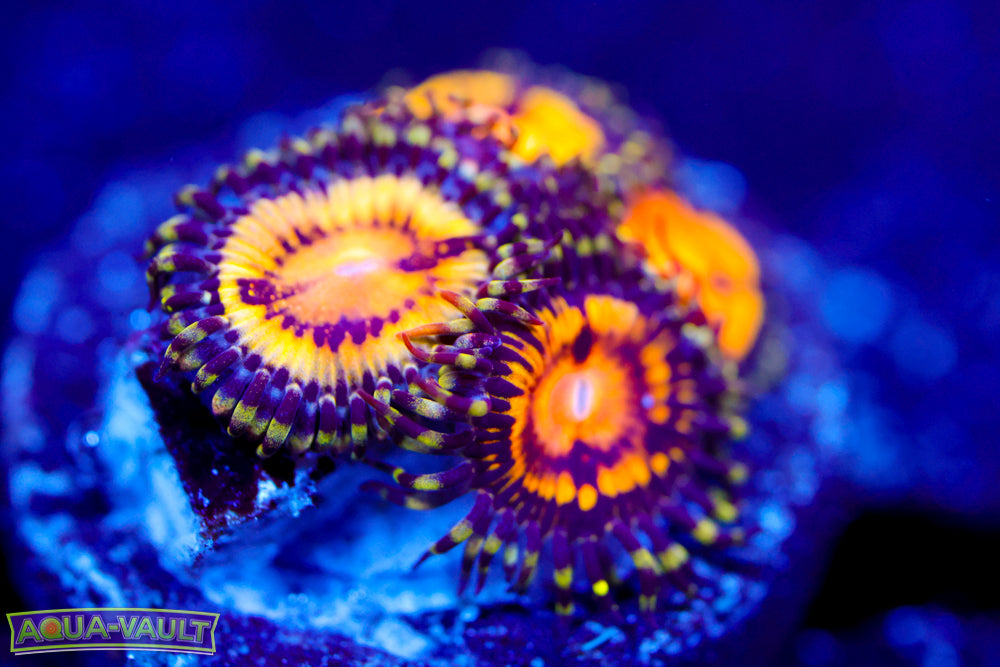 GB Butt Muncher Zoa 1