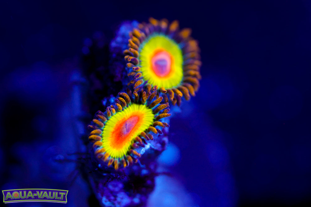 Rasta Zoa 1