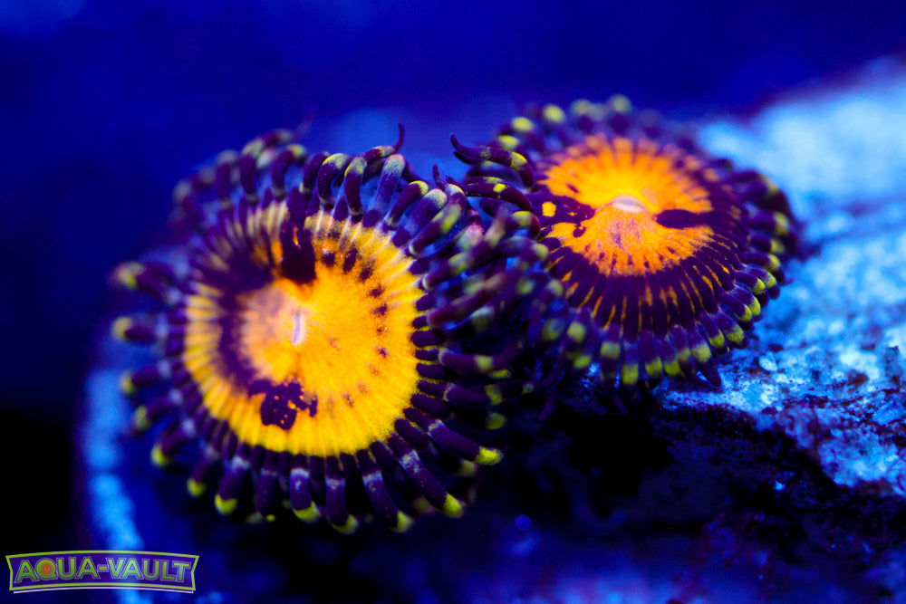 GB Butt Muncher Zoa 2