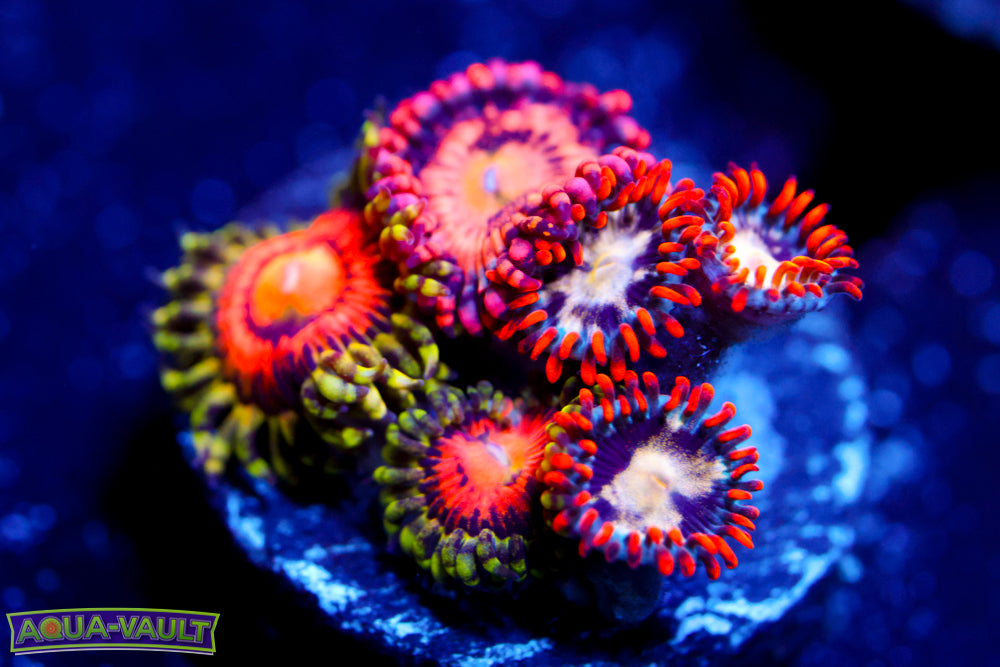 3 Zoa Mix