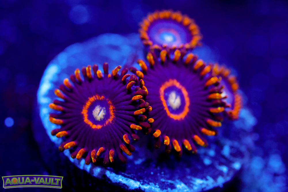 Blue Hornet Zoa