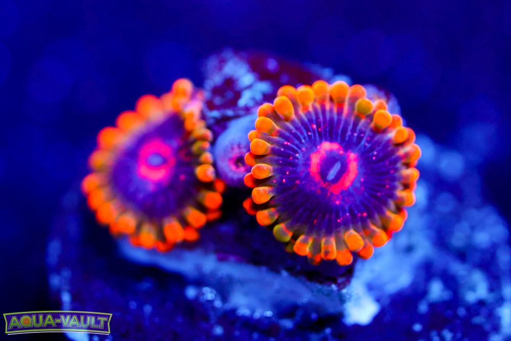 Mind Trick Zoa 1