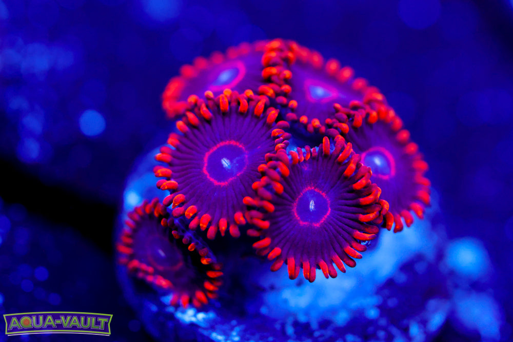 Red Hornet Zoa 3