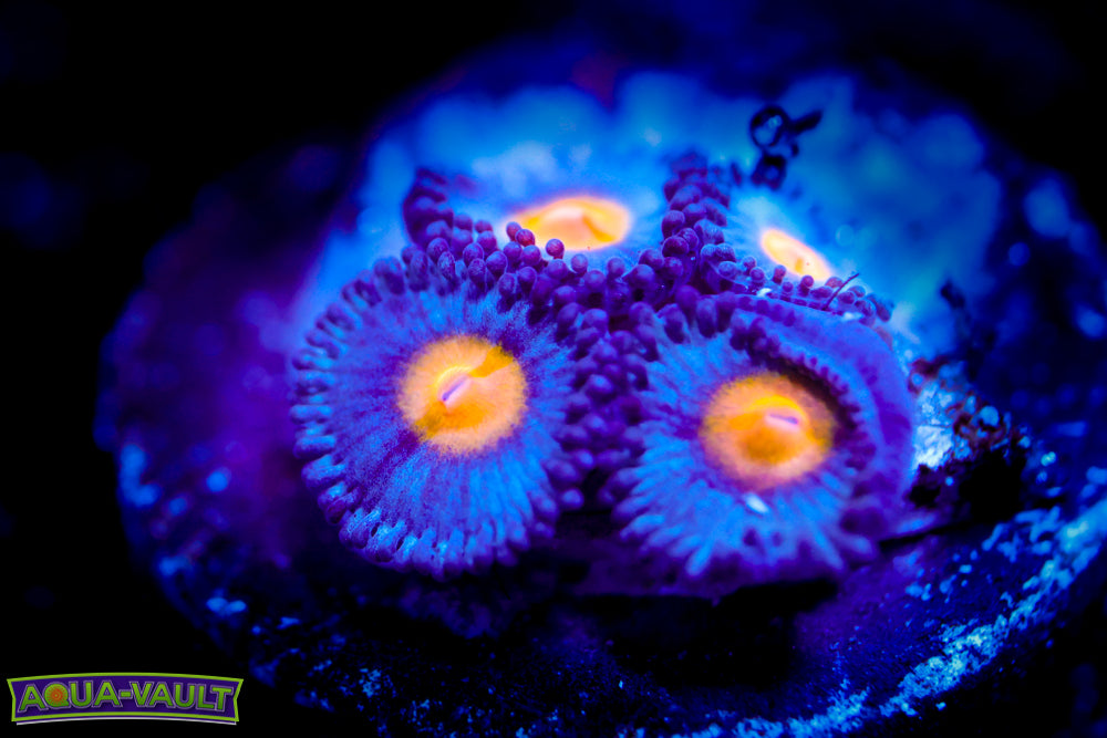 WWC AOI Zoa $$$