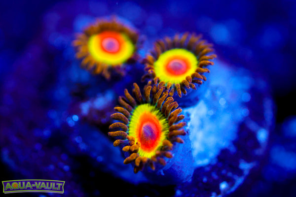 Rasta Zoa 2