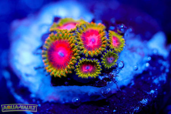 Awesome Blossom Zoa
