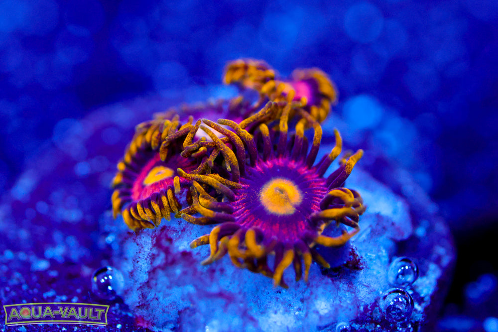 Joe's Crab Nebula Zoa 1