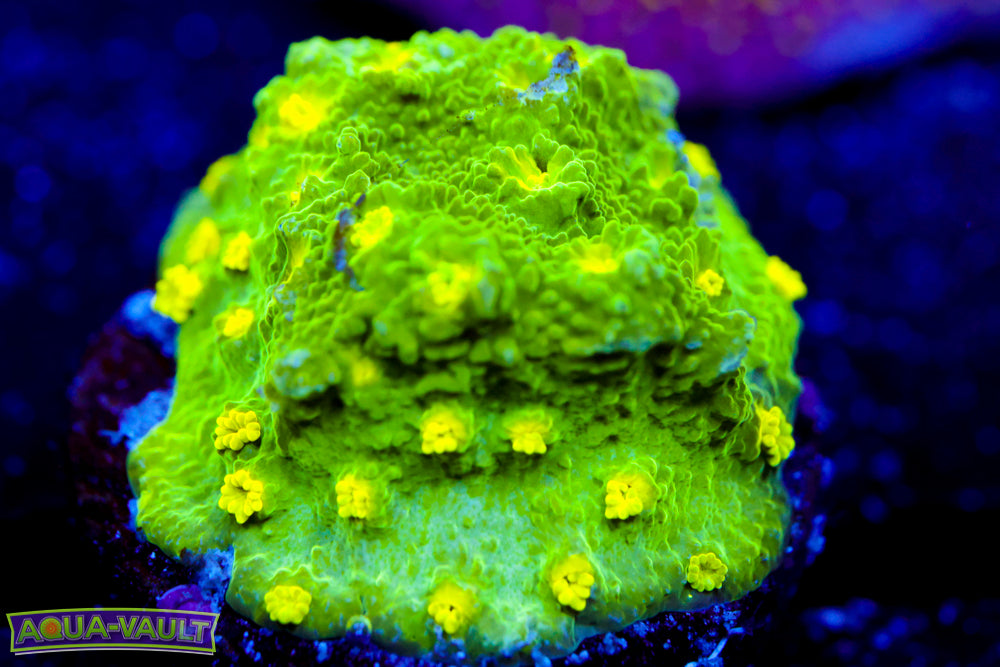 Glow Worm Astreopora 1