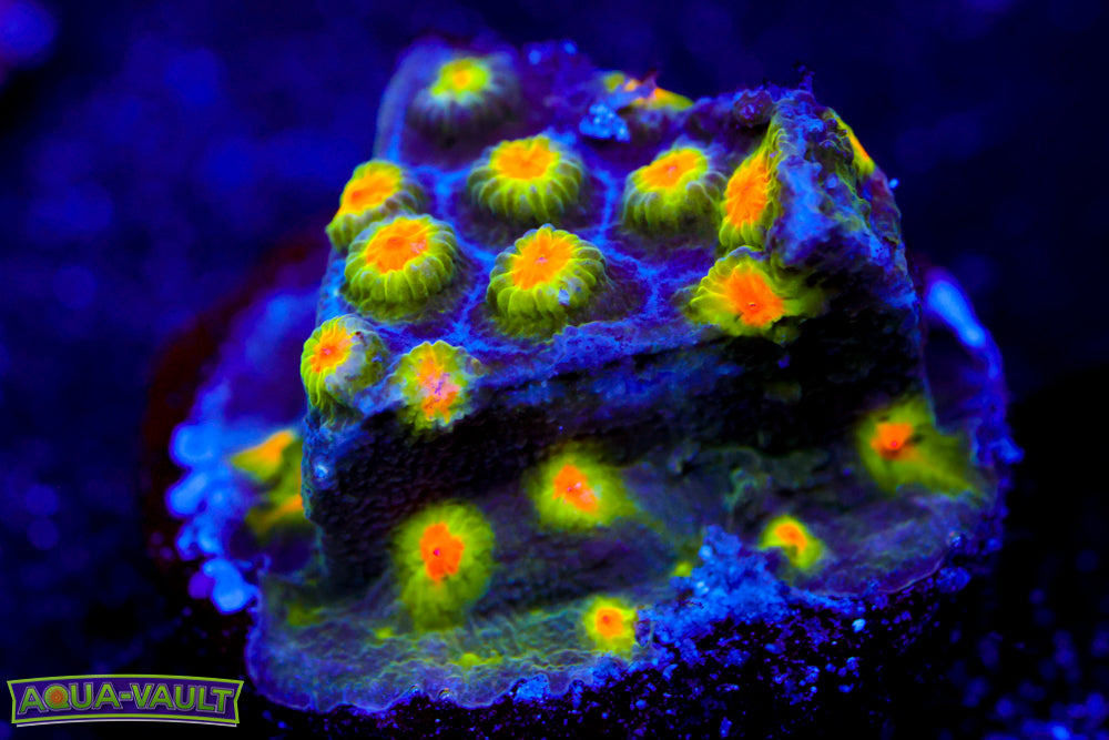 Buzz Lightyear Cyphastrea