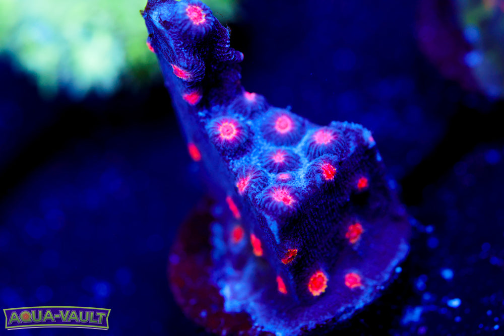 ECC Candyland Cyphastrea