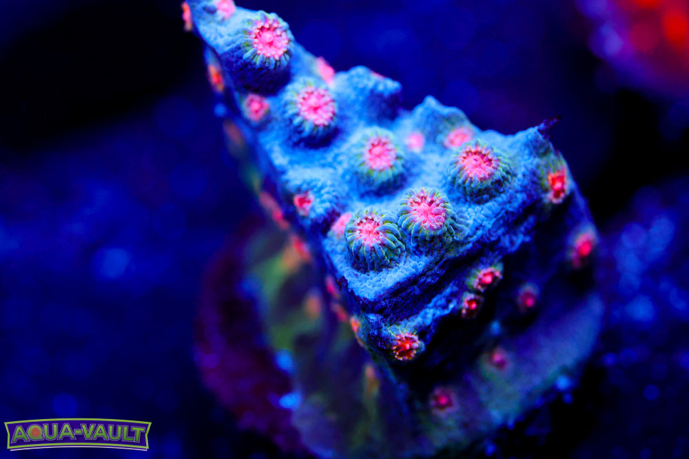 Meteor Shower Cyphastrea