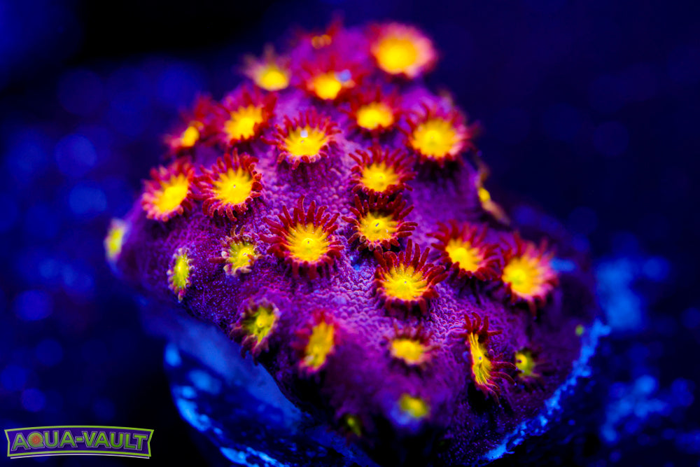 Bling Bling Cyphastrea 2