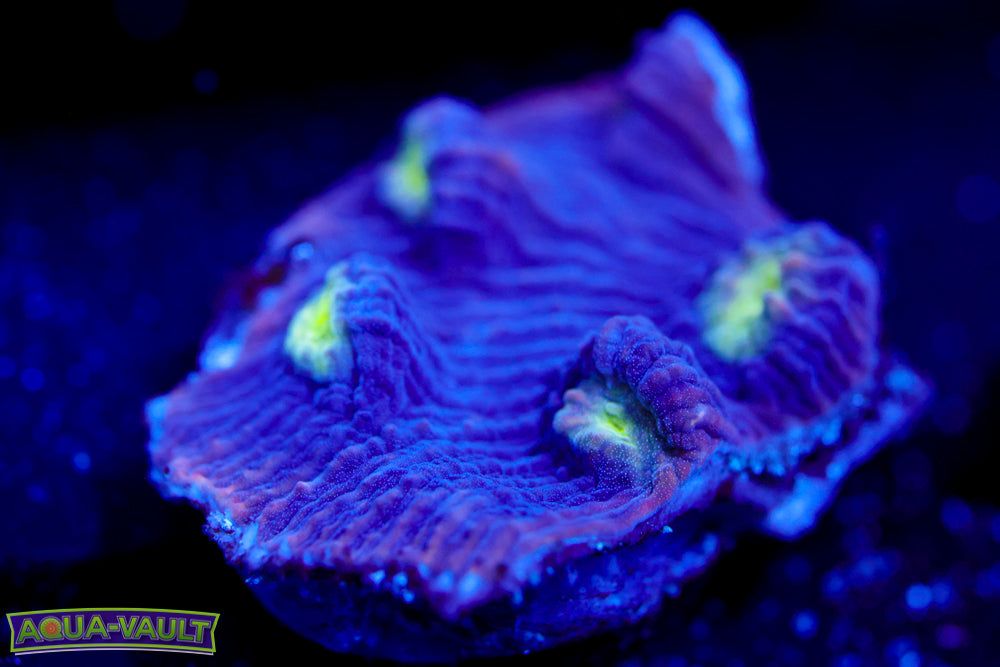 Agent Mulder Chalice