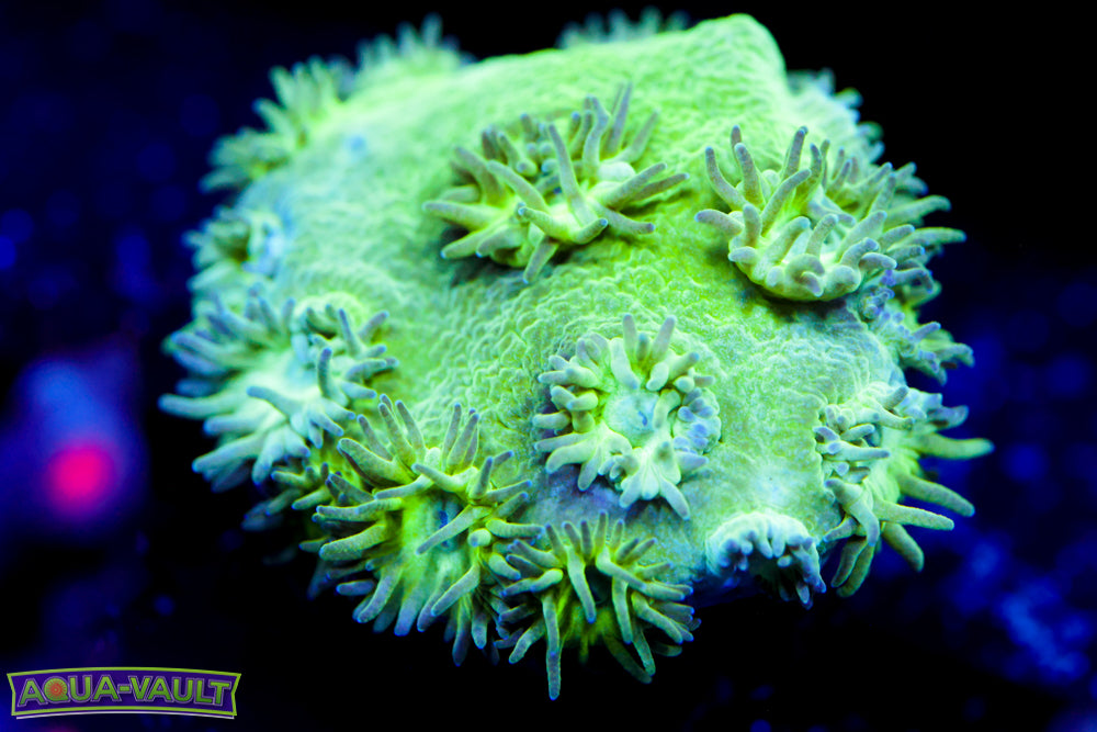 Neon Turbinaria