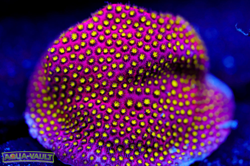 Electric Daisy Stylocoeniella 1