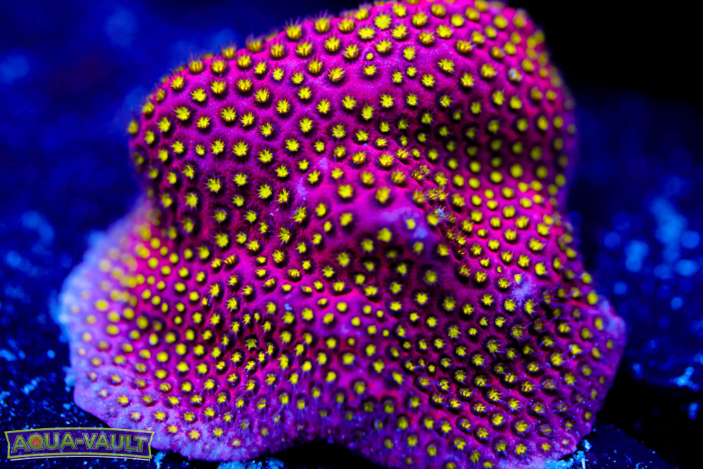 Electric Daisy Stylocoeniella 2