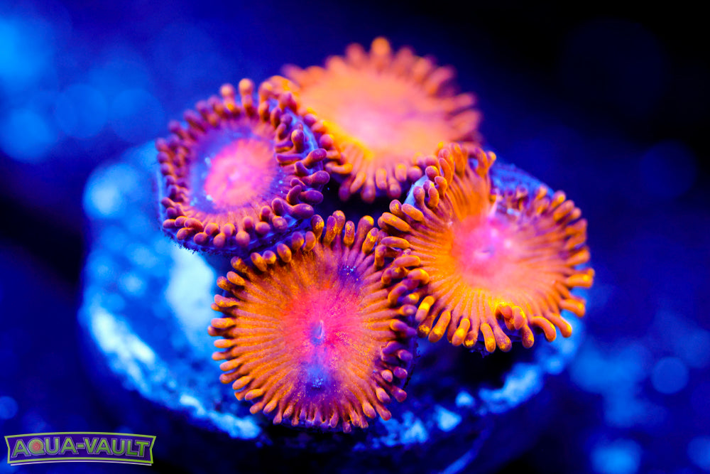 WWC Golden Gods Zoa
