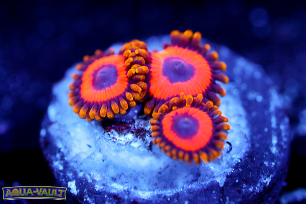 Yellow Brick Road Zoa