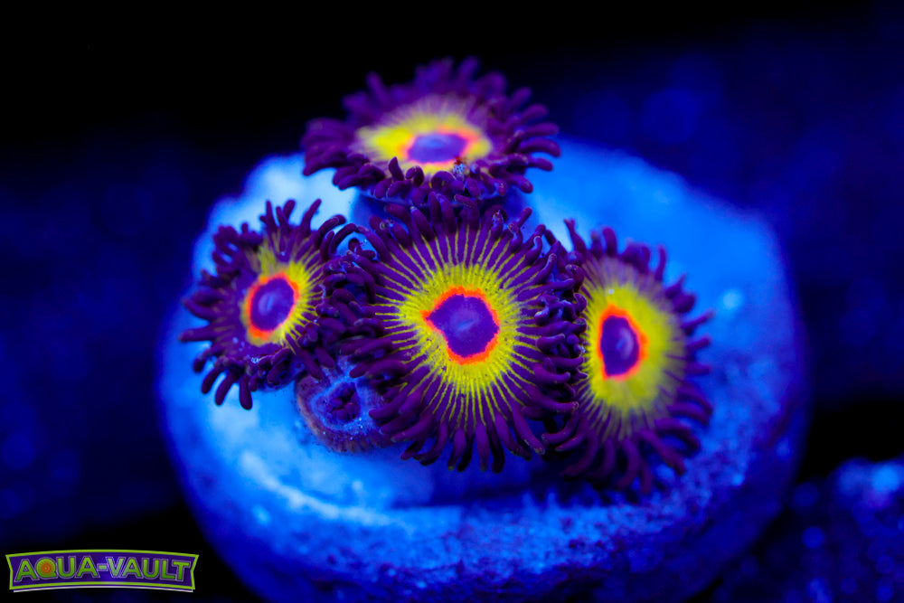 Bob Marley Zoa 1