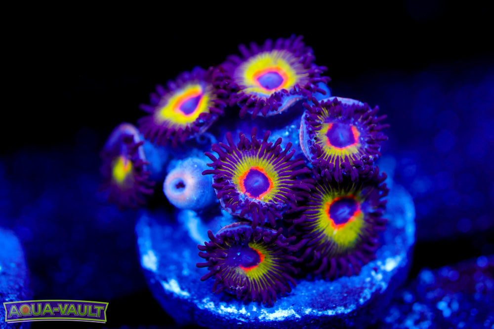 Bob Marley Zoa 2