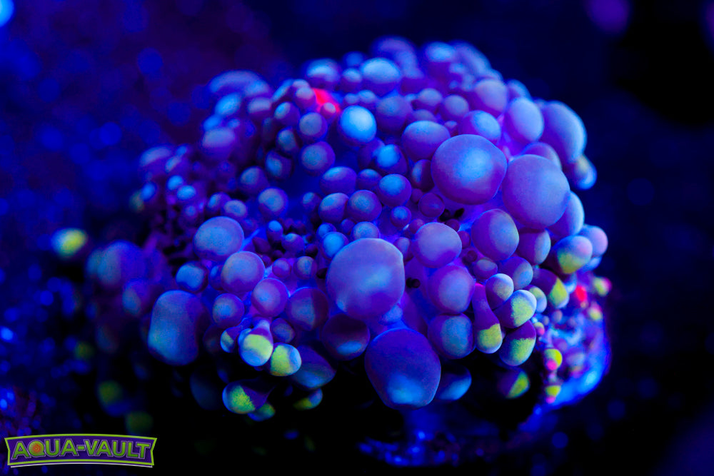 CV Boogie Man Bounce Yuma + Baby