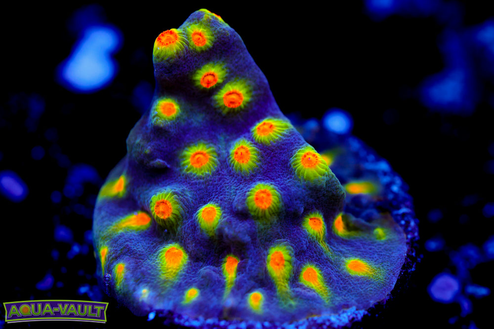 Buzz Lightyear Cyphastrea