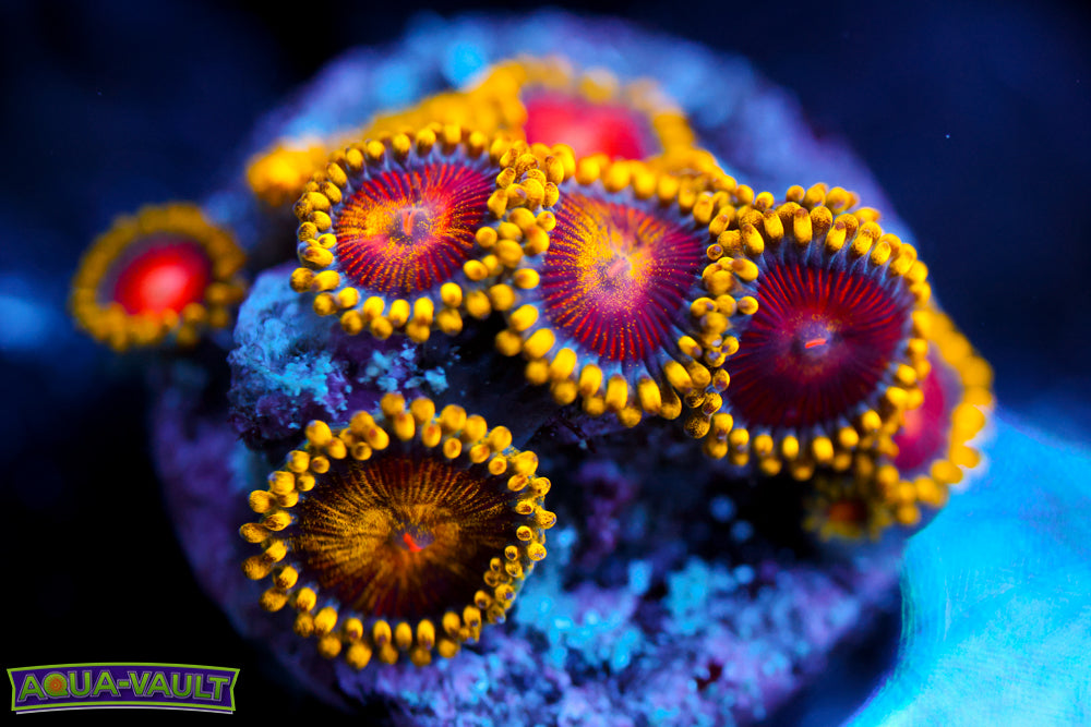 CC Super Saiyan Zoa