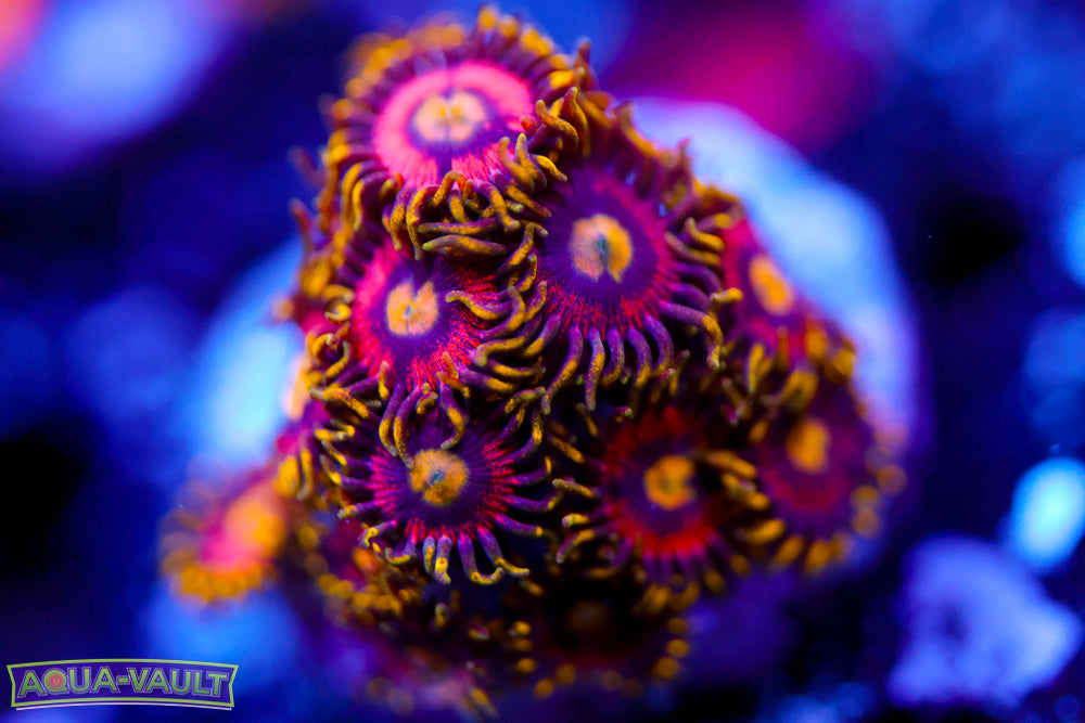 Joe's Crab Nebula Zoa