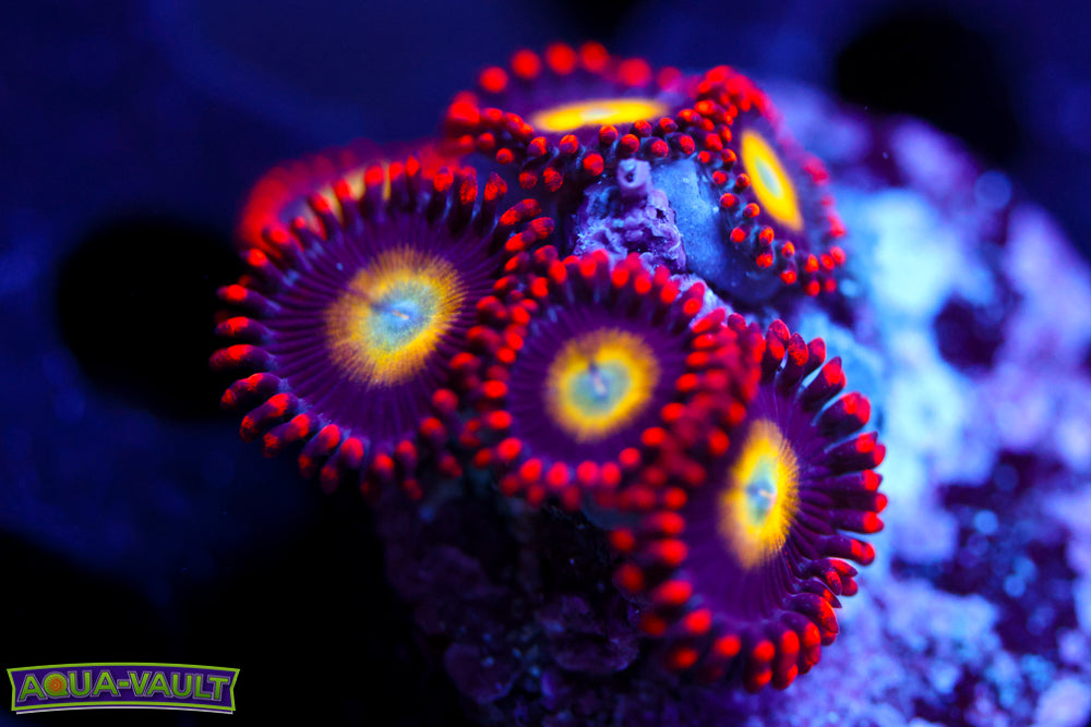 Circus Circus Zoa