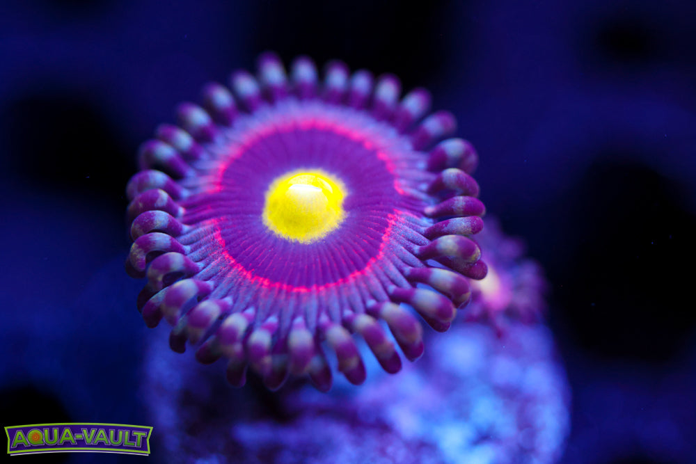 Pink Ring of Death Zoa