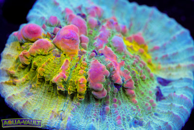 WWC Cosmic Candy Bounce Chalice (LOOK)