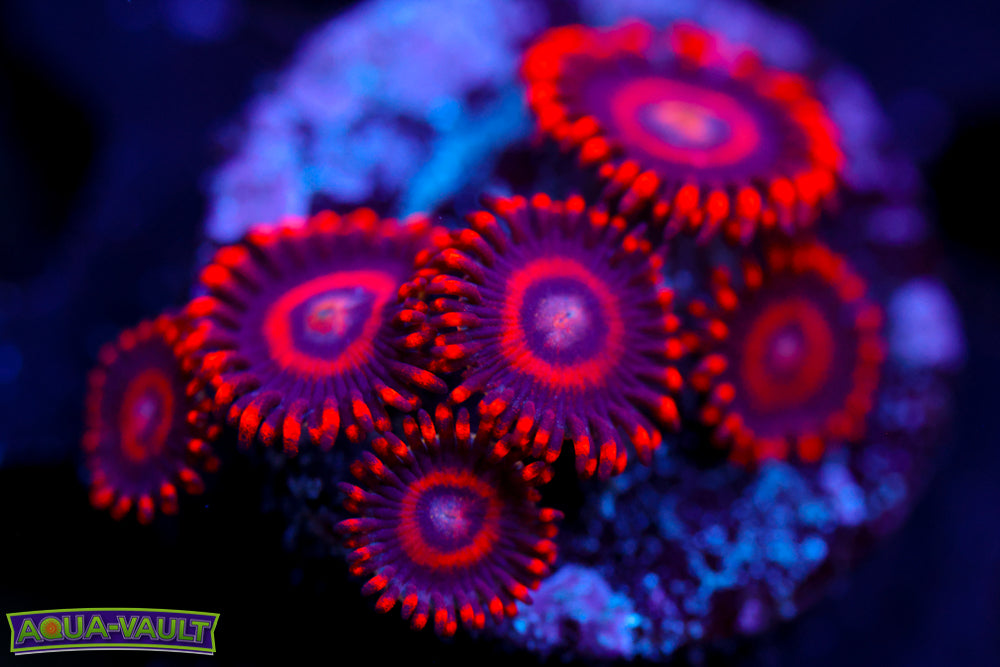 Red Hornet Zoa