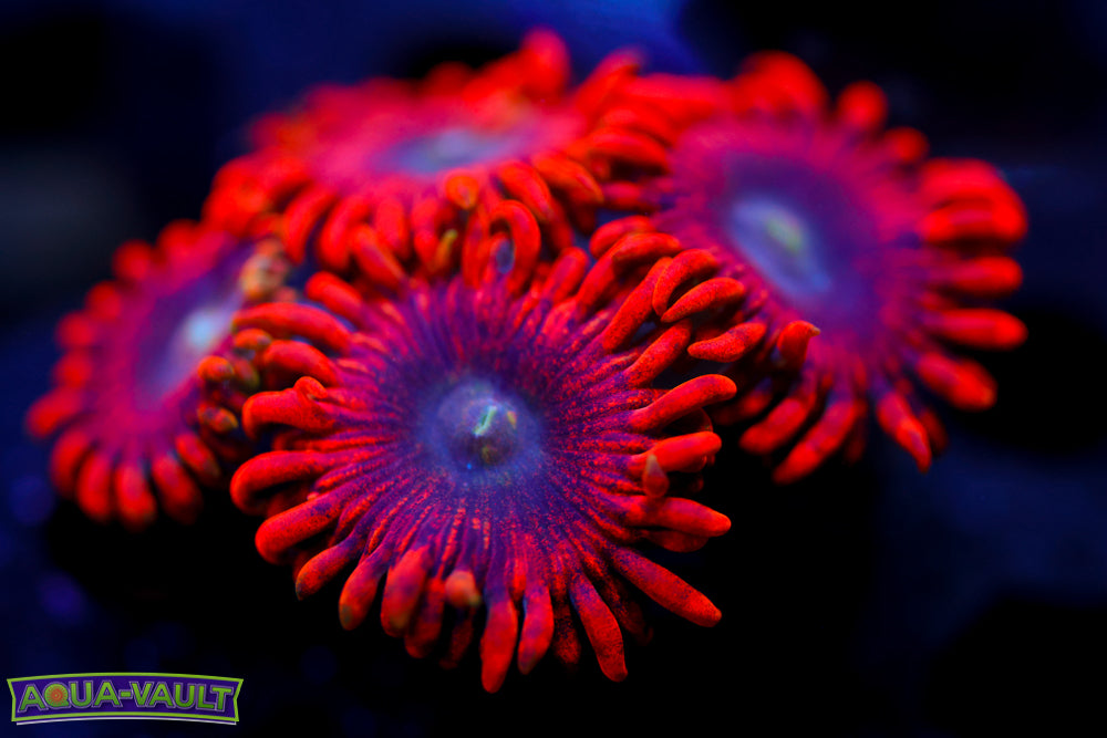 Luner Eclipse Zoa