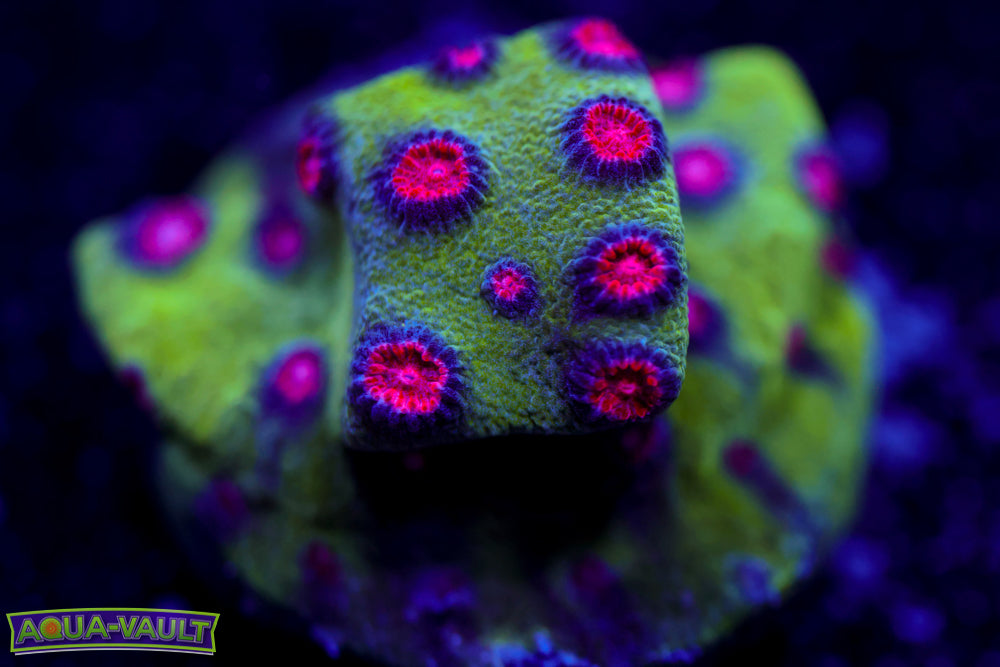 Alien Pox Cyphastrea